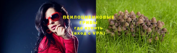 гашик Новозыбков